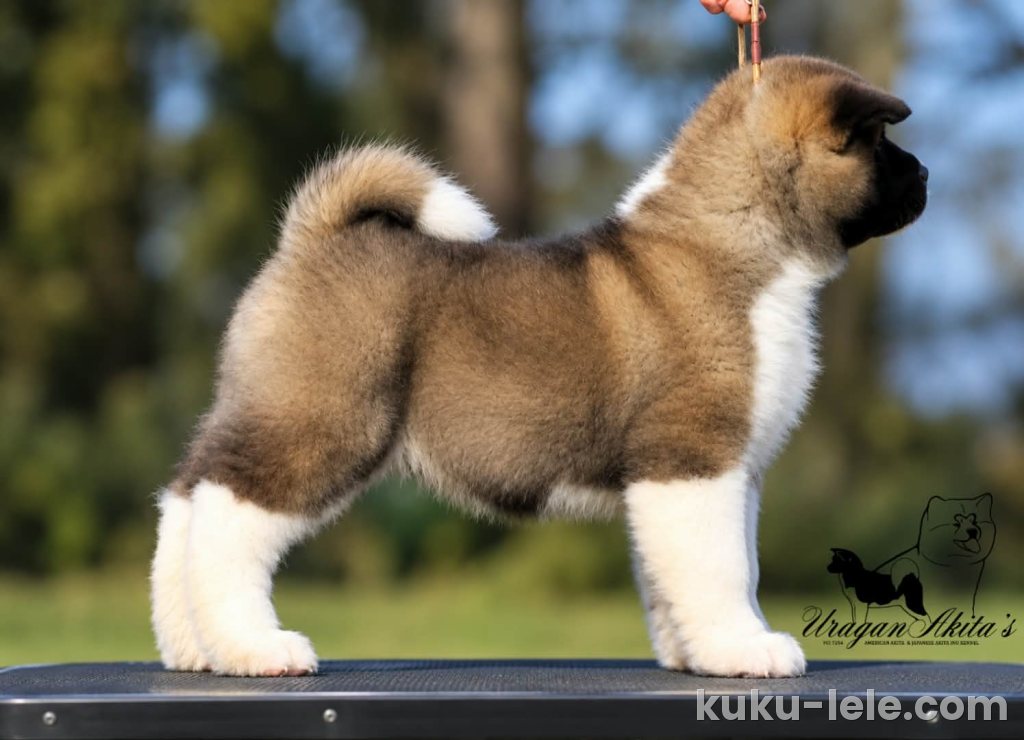 Američka akita, štenad oba pola
