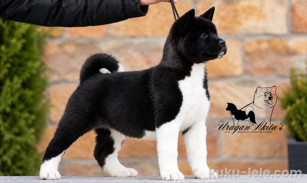 Američka akita, štenad oba pola