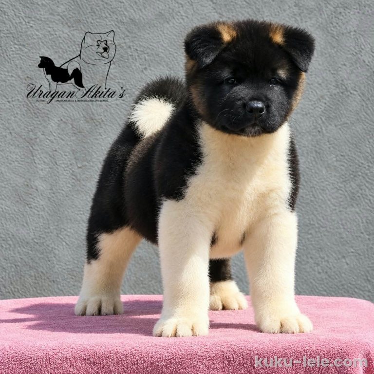 Američka akita, štenad oba pola