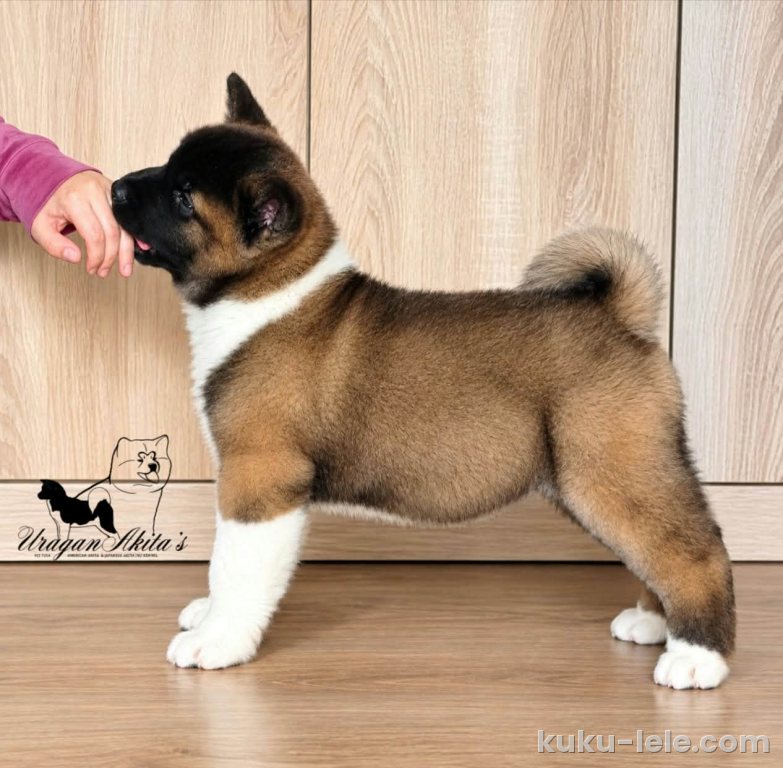 Američka akita, štenad oba pola