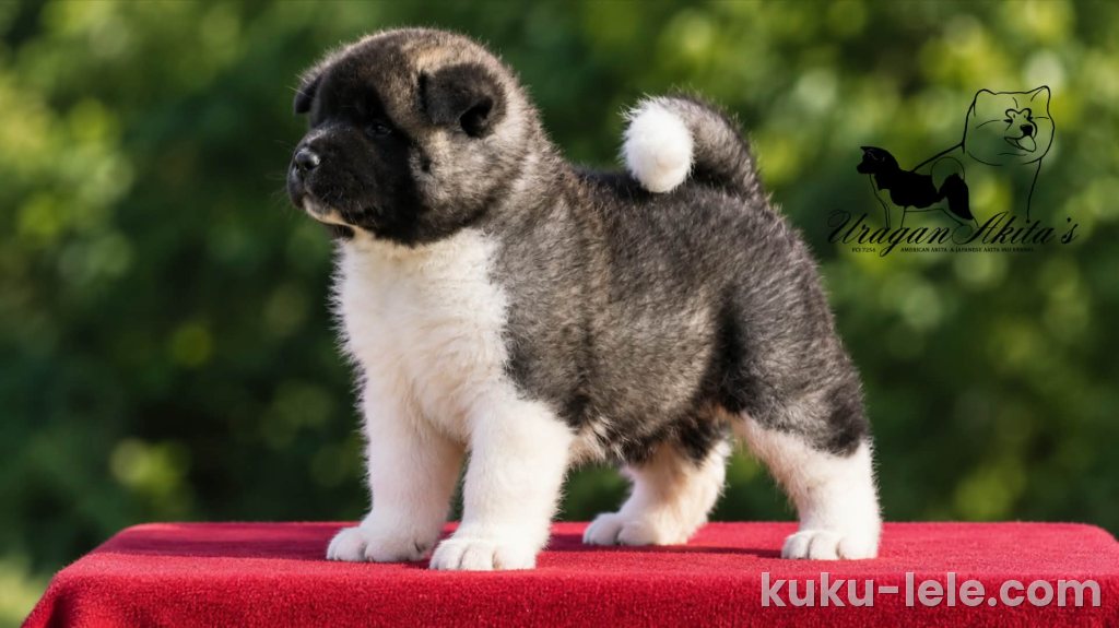 Američka akita, štenad oba pola
