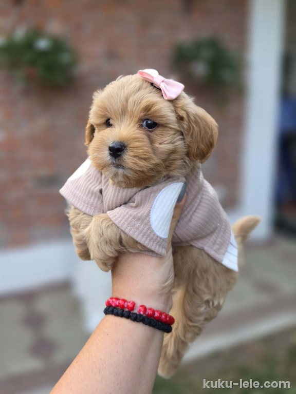 Maltipoo nove bebe