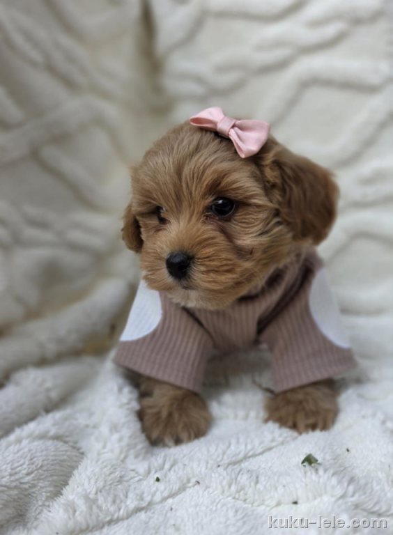 Maltipoo nove bebe