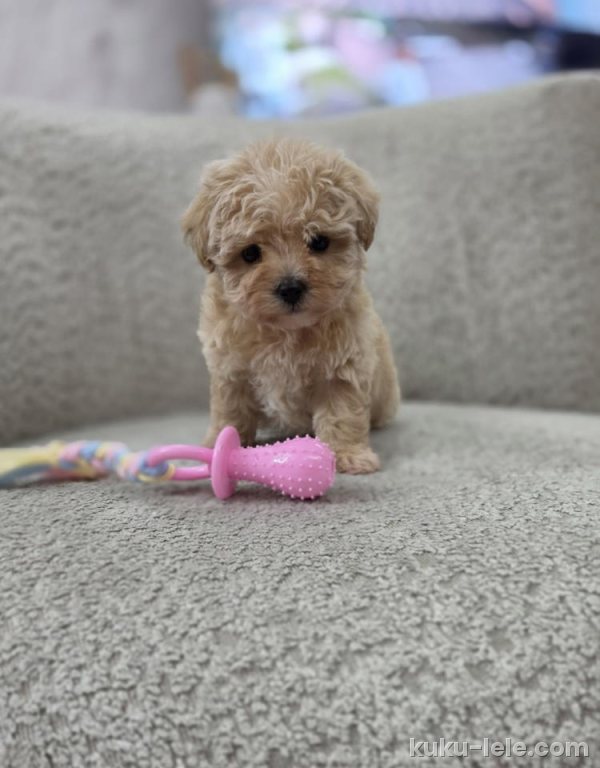 Maltipoo nove bebe