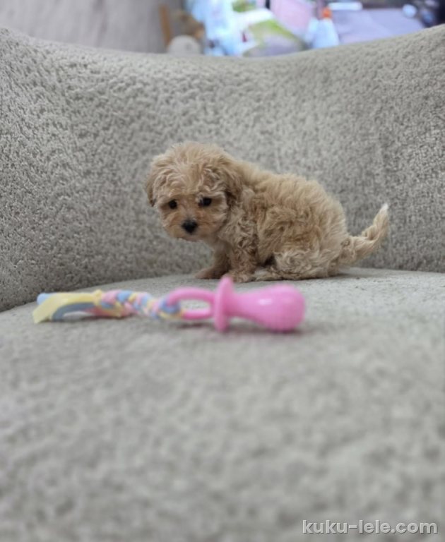 Maltipoo nove bebe
