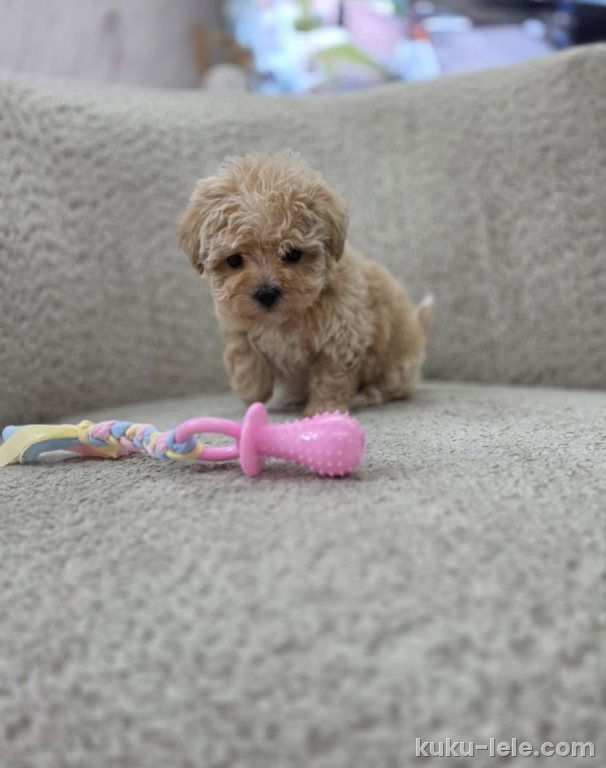 Maltipoo nove bebe
