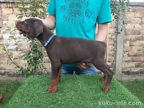 Doberman štenci