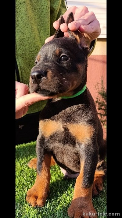 Doberman štenci