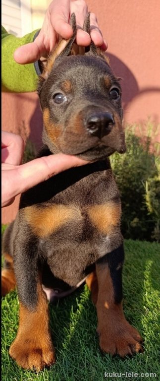 Doberman štenci