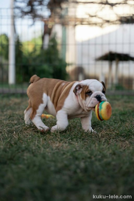 Engleski buldog štenci