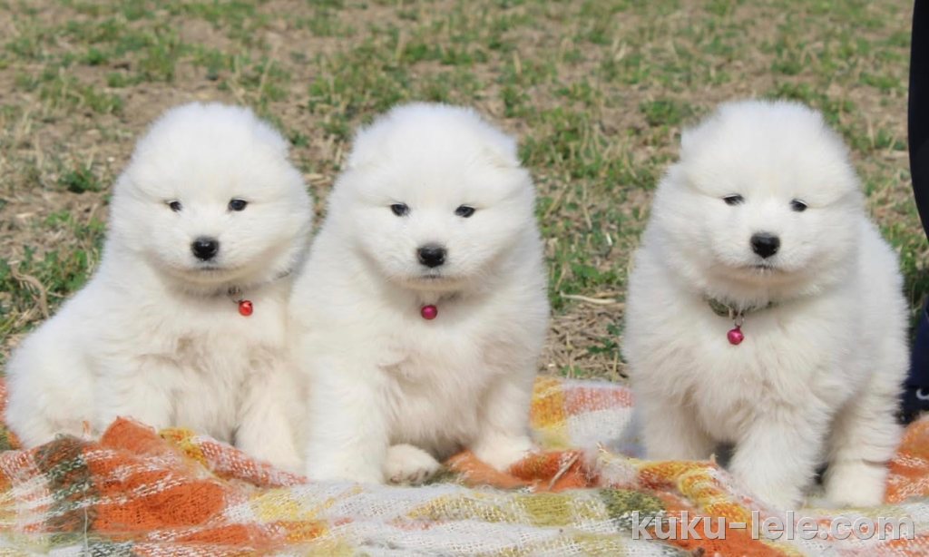 Samojed prelepi štenci