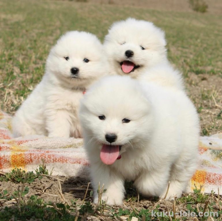 Samojed prelepi štenci