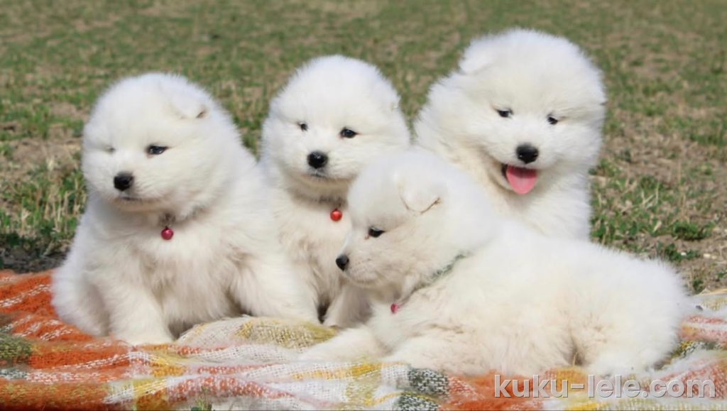 Samojed prelepi štenci