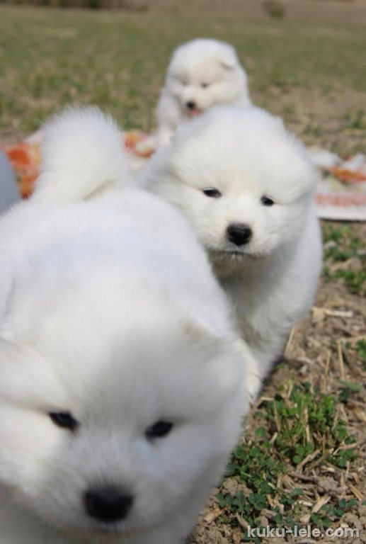 Samojed prelepi štenci