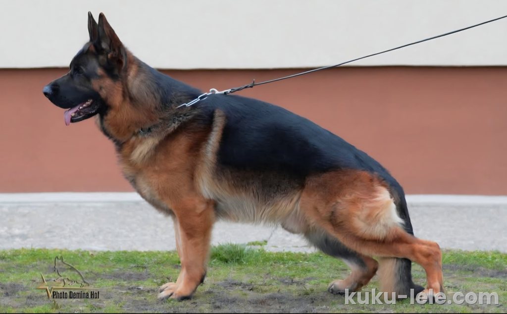 Nemacki ovcar