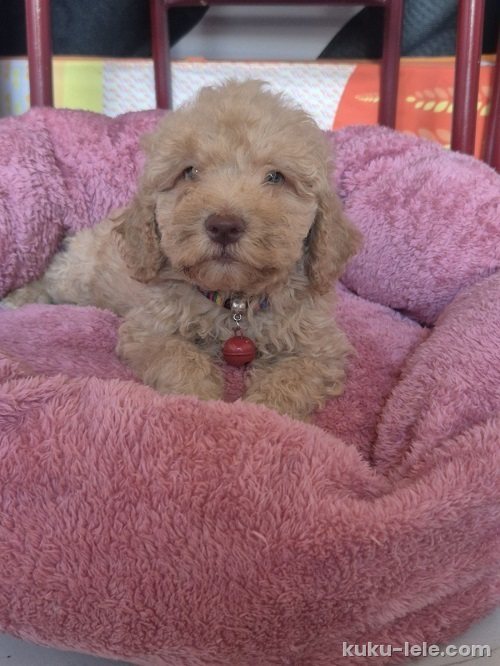 Labradoodle F1b preslatki štenci