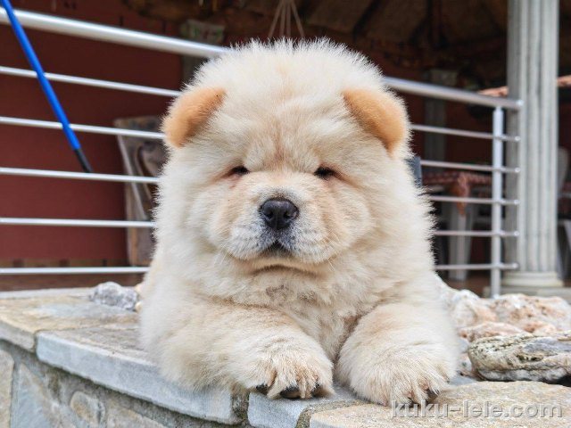 Krem Chow Chow štenci