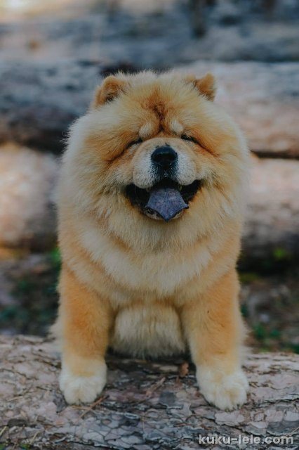 Chow Chow - dostupan za parenje