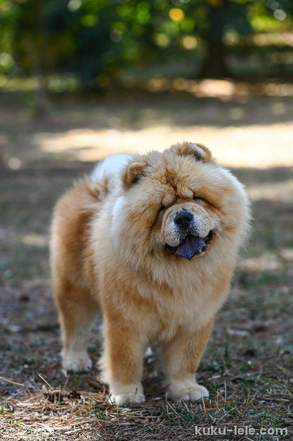 Chow Chow - dostupan za parenje