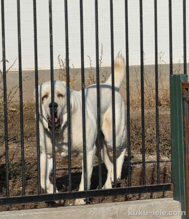 Vrhunski A Z I J A T  za parenje Azijat 3 godine