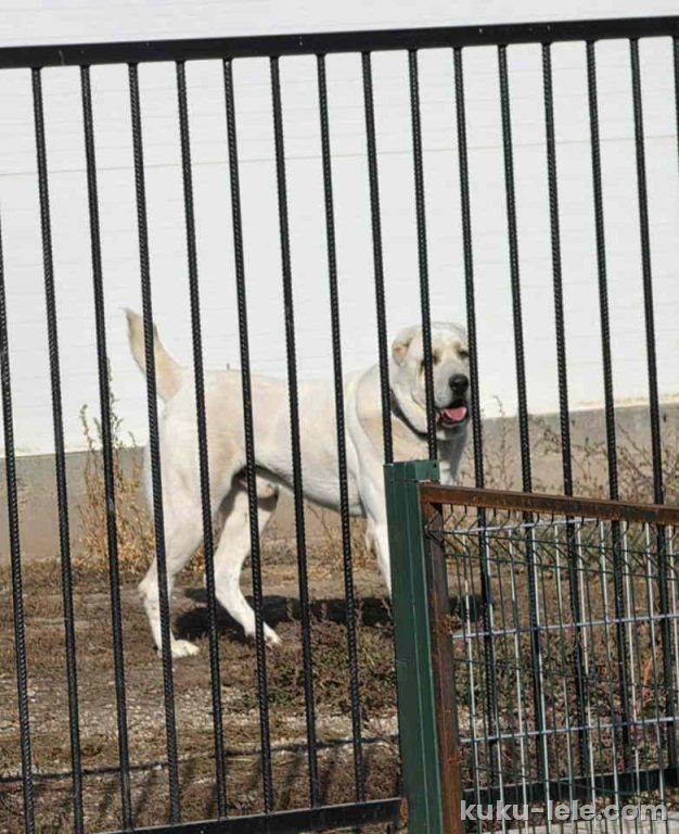 Vrhunski A Z I J A T  za parenje Azijat 3 godine