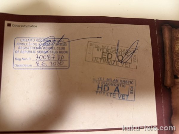 Štenci velike kraljevske pudle