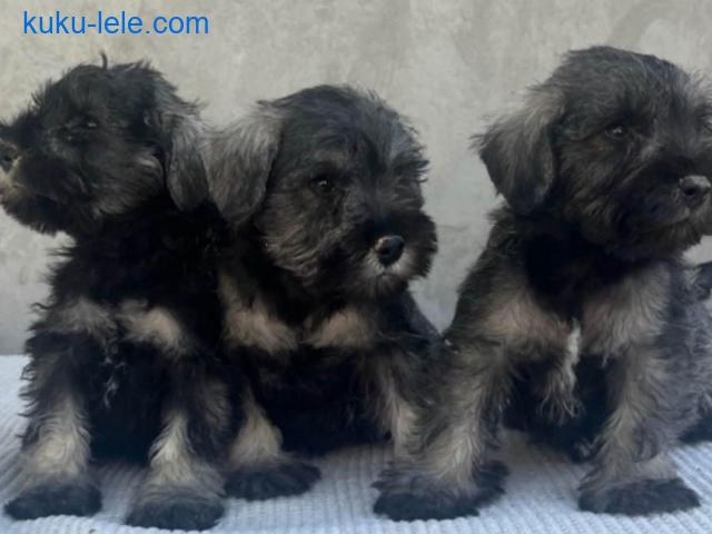 Patuljasti Šnaucer Miniature Schnauzer