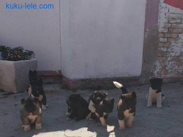 Američka Akita, štenci