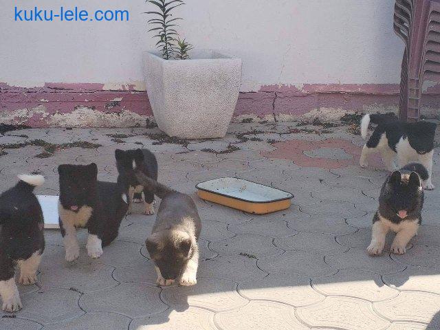 Američka Akita, štenci