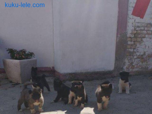 Američka Akita, štenci