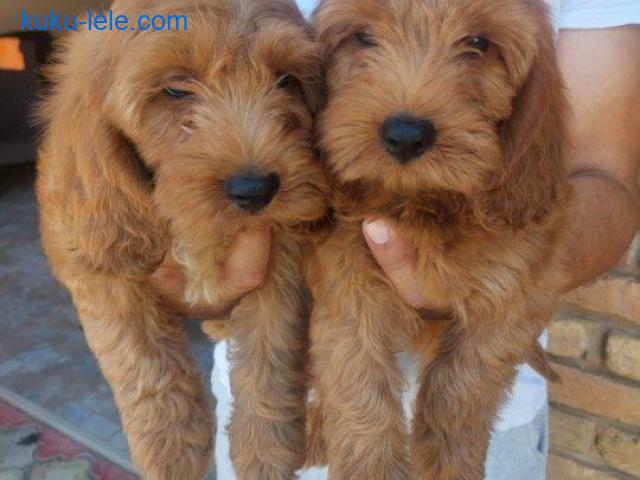 Cockapoo štenci