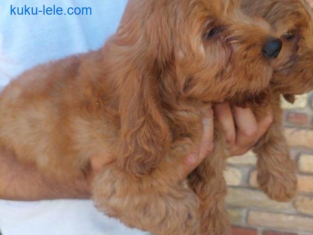 Cockapoo štenci