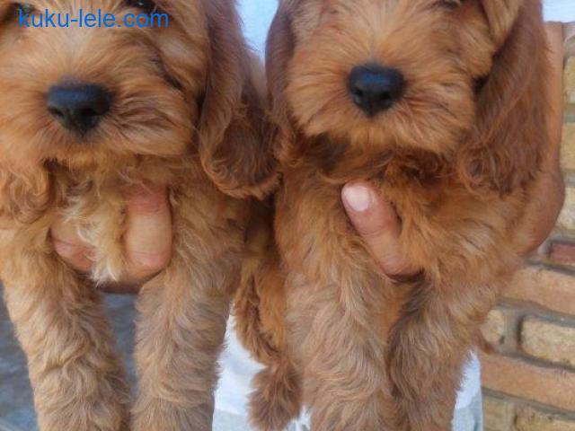 Cockapoo štenci