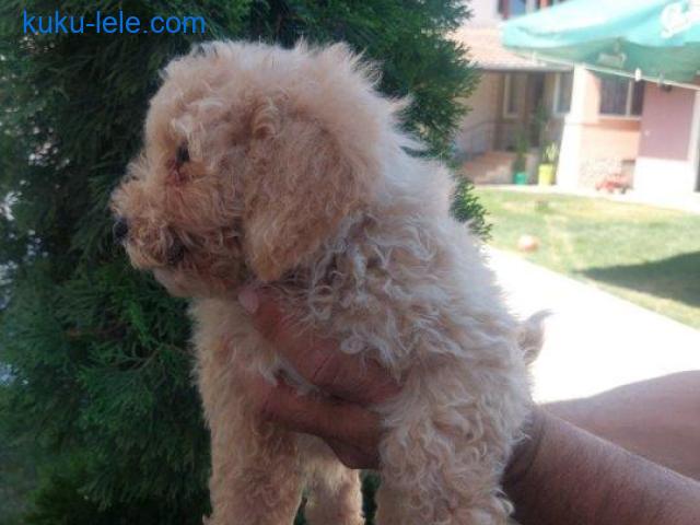 Cockapoo štenci