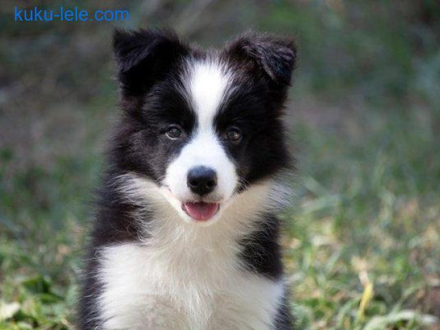 Border Collie - Border koli štenad