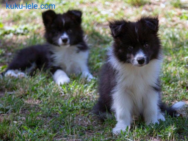 Border Collie - Border koli štenad
