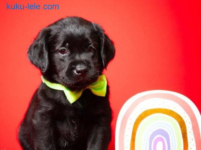 Crni i braon mužjak Labrador retrivera