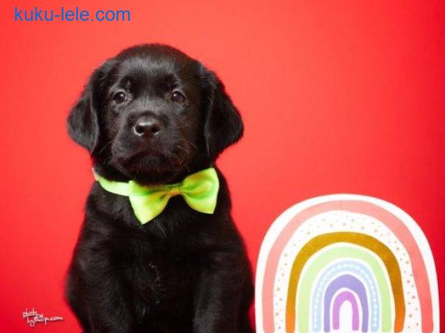 Crni i braon mužjak Labrador retrivera
