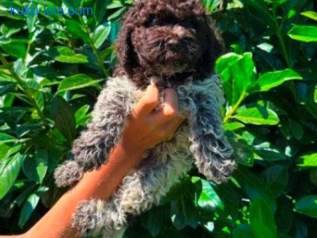 Lagotto Romagnolo štenci