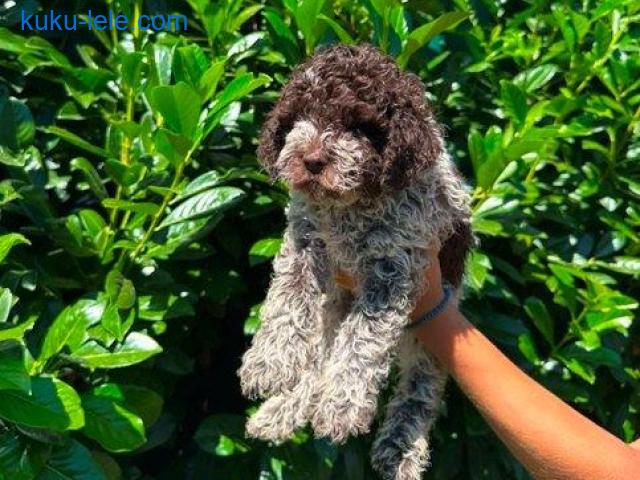 Lagotto Romagnolo štenci