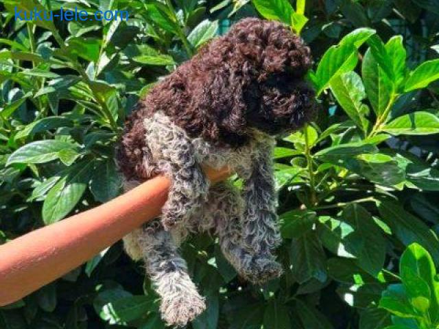 Lagotto Romagnolo štenci