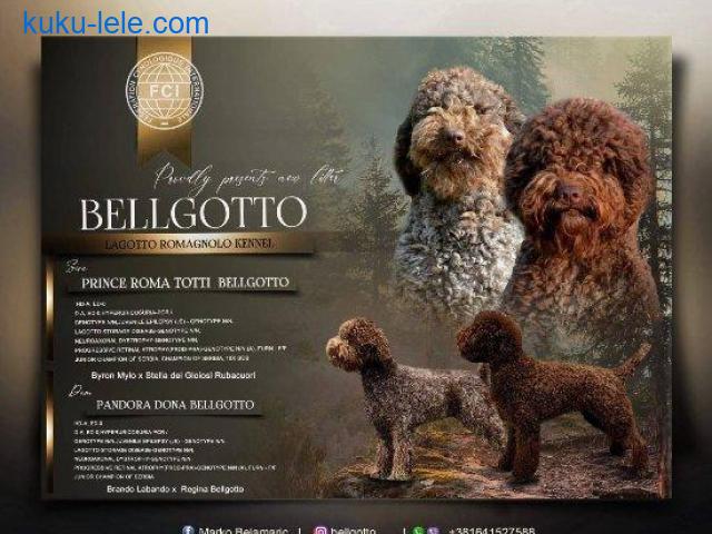 Lagotto Romagnolo štenci