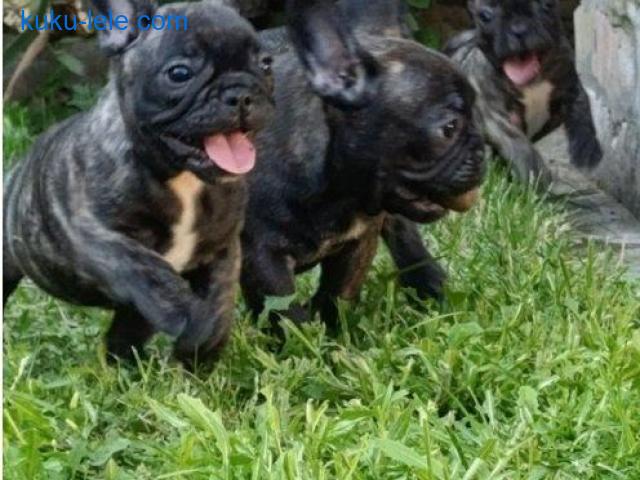 Francuski buldog