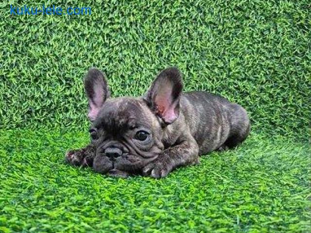 Francuski buldog