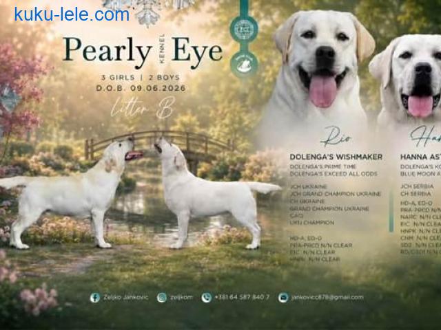 Labrador retriver štenci, prelepi