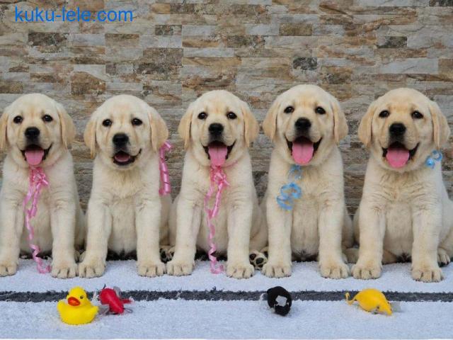 Labrador retriver štenci, prelepi