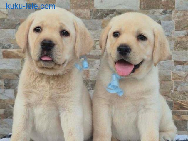 Labrador retriver štenci, prelepi