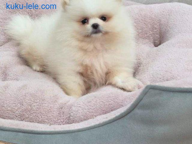 Teddy bear pomeranci, dve sestre