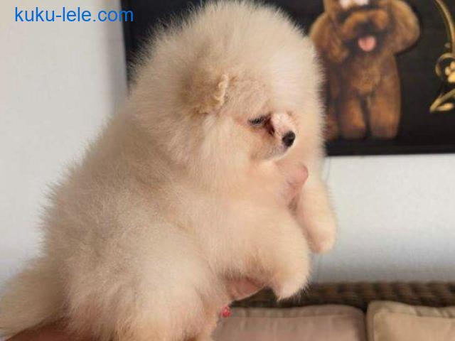Teddy bear pomeranci, dve sestre