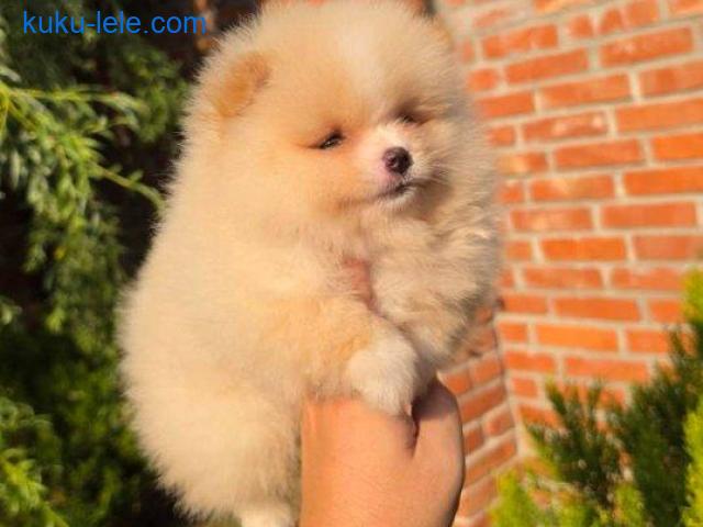Teddy bear pomeranci, dve sestre